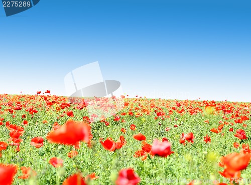 Image of Poppy flowers against the blue sky