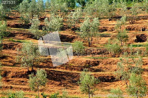 Image of olive grove