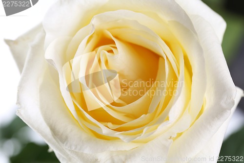 Image of Beautiful perfect white rose flower head