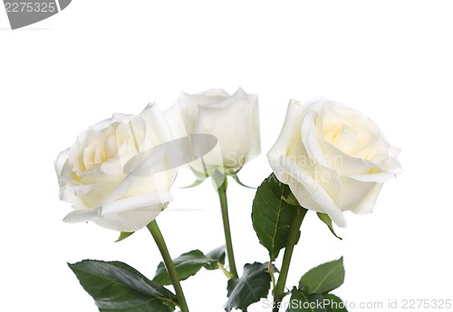 Image of Three roses close-up