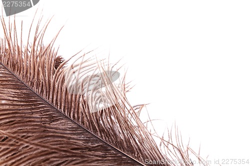 Image of Brown feathers half background