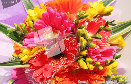 Image of Colorful flowers