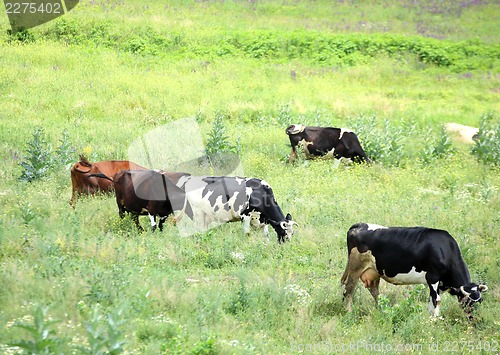 Image of A herd of cows on the pasture