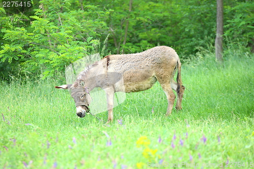 Image of Grey donkey in the pasture