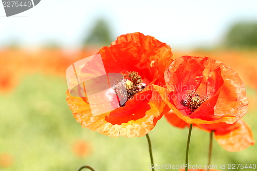 Image of Two red wild poppies.