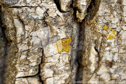 Image of willow bark close-up