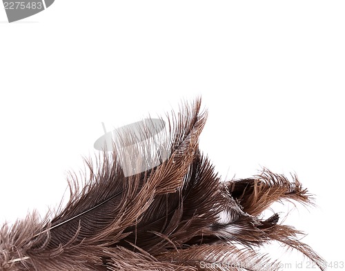 Image of Brush ostrich feather close-up