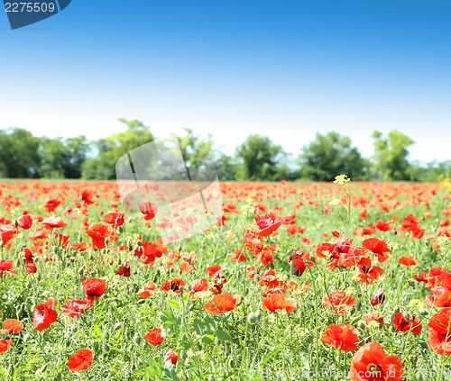 Image of Poppy flowers against the blue sky and trees