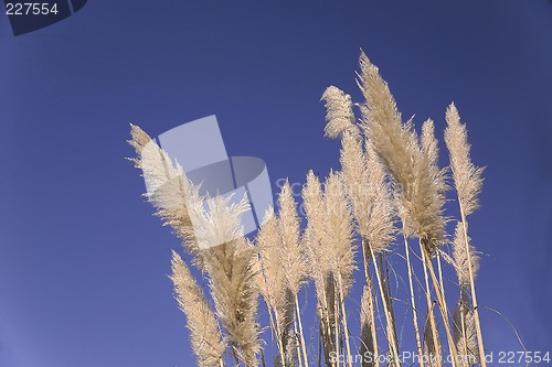 Image of reed