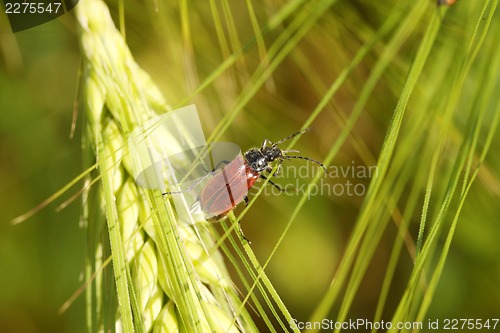 Image of Beetle on a spike in a wheat field