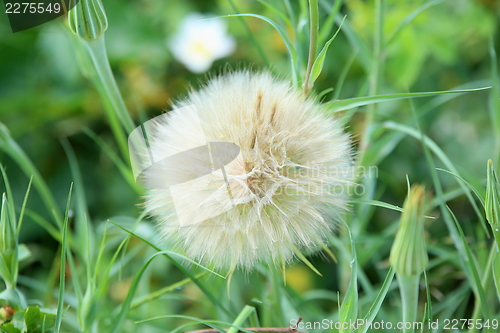 Image of A dandelion