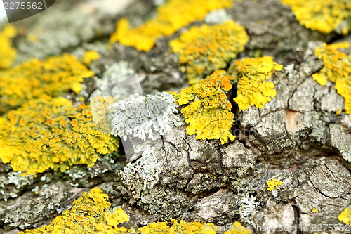 Image of A bark of weeping willow and a yellow moss