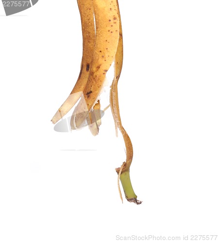 Image of Banana peel is pendent