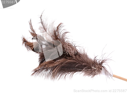 Image of Brush ostrich feather