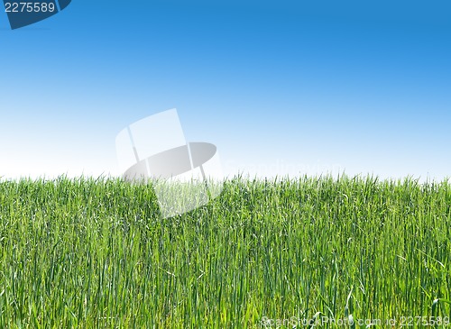 Image of A green wheat field