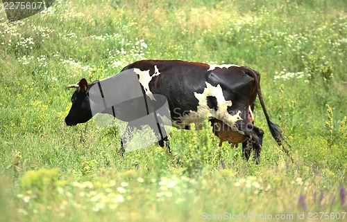Image of cow eats grass
