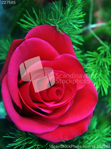 Image of Red rose