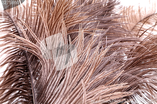 Image of Brown feathers