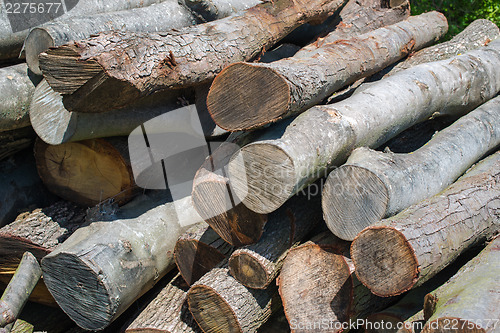 Image of Woodpile