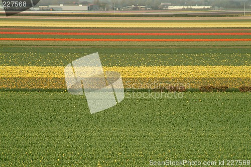 Image of fields of tulips