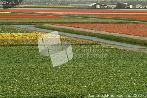 Image of fields of tulips