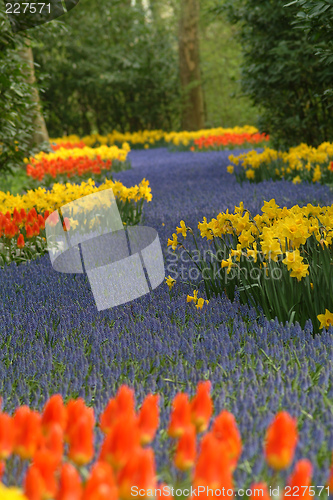 Image of fields of tulips