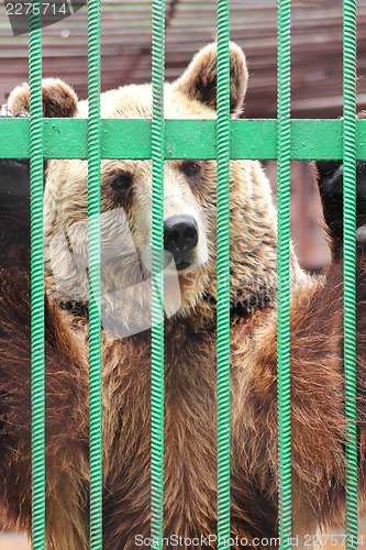 Image of captivity - brown bear in cage