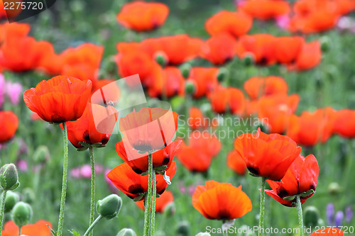 Image of red poppy flowers in field