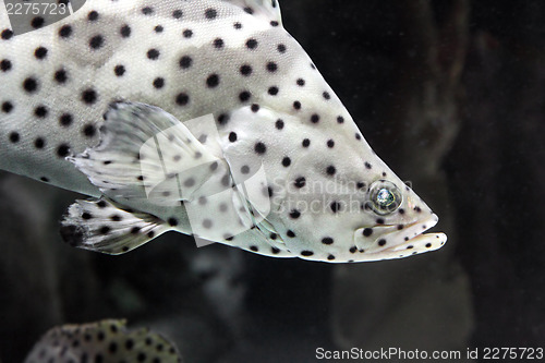 Image of Panther grouper - Cromileptus altivelis