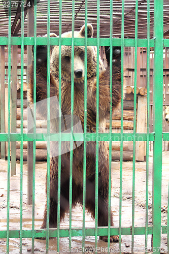 Image of captivity - brown bear in cage