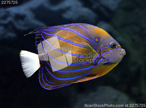 Image of angelfish underwater - pomacanthus annularis