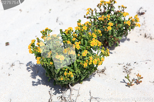 Image of Flowers in white sand