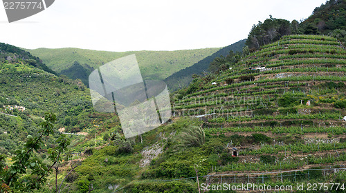 Image of Wine hills of Vernazza, Cinque Terre