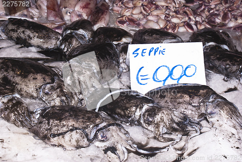 Image of cuttlefish for sale