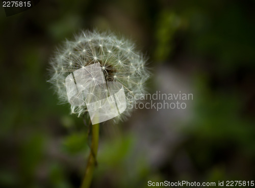 Image of dandelion in the green background