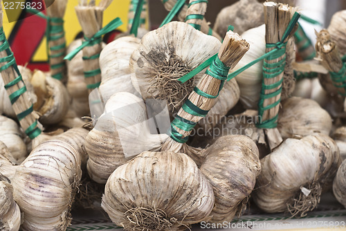 Image of fresh garlic for sale