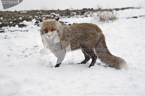 Image of Red fox in the snow