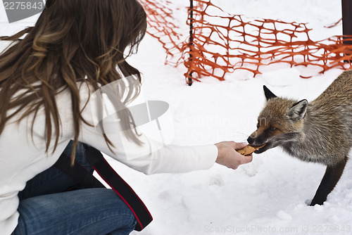 Image of fox eats from the hands