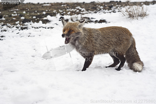 Image of Red fox in the snow