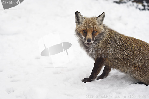 Image of Red fox in the snow