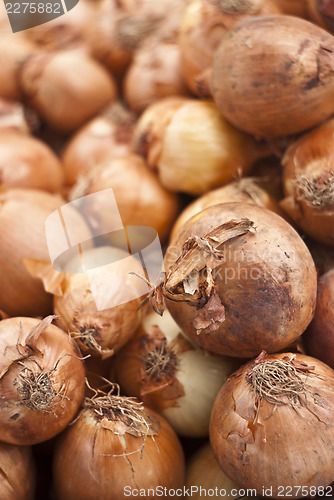 Image of onions background