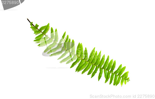 Image of Fern Leaf
