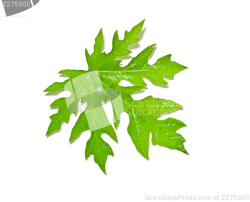 Image of Papaya Leaf