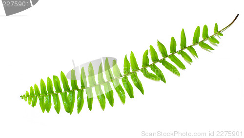 Image of Fern Leaf