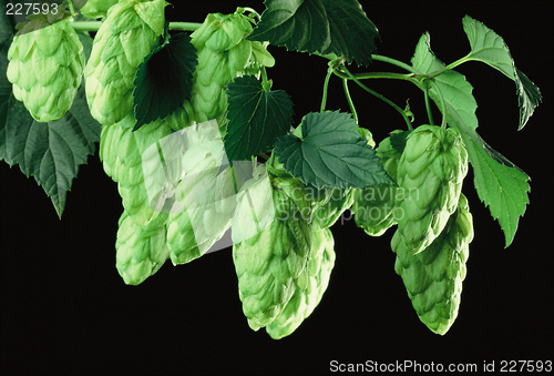 Image of hops