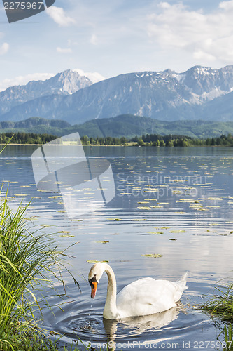 Image of Swan on the lake
