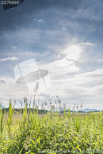 Image of Green reed backlit