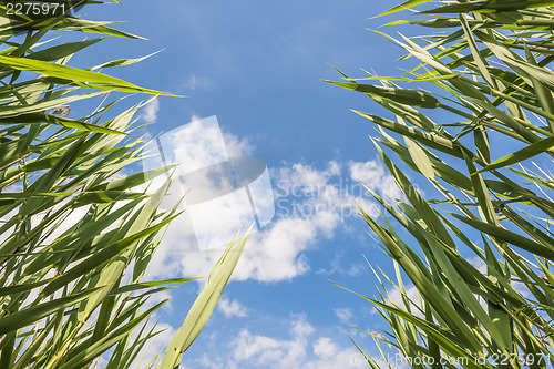 Image of Green reeds against blue sky