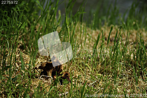 Image of Fungi