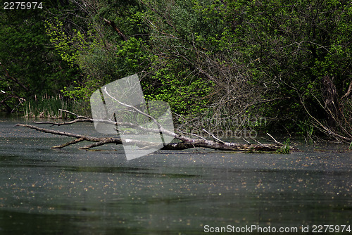 Image of Forest River